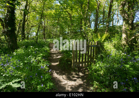 Jacinthes des bois en bordure d'anglais au St Loy, Cornwall Banque D'Images