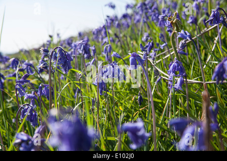 English Bluebells croissant sur la lande route point de Penwith, Cornwall Banque D'Images