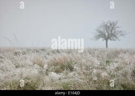 Arbre dans le brouillard, image prise Bushy Park, London, UK Banque D'Images