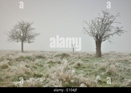 Arbres dans le brouillard, image prise Bushy Park, London, UK Banque D'Images