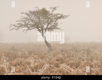 Arbre dans le brouillard, image prise Bushy Park, London, UK Banque D'Images