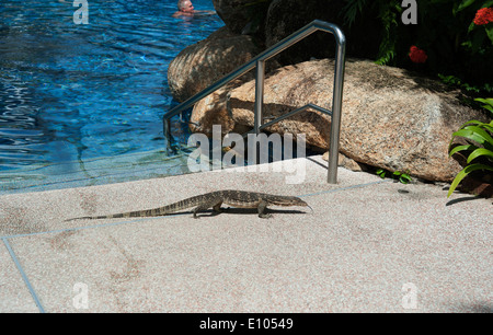 Varan, Golden Sands Resort, hôtel Shangrila, Batu Feringgi Beach, l'île de Penang, Malaisie, Asie du Sud Est Banque D'Images