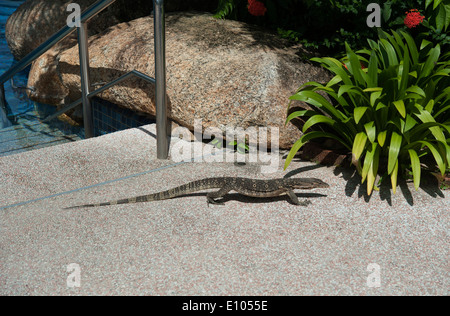 Varan, Golden Sands Resort, hôtel Shangrila, Batu Feringgi Beach, l'île de Penang, Malaisie, Asie du Sud Est Banque D'Images