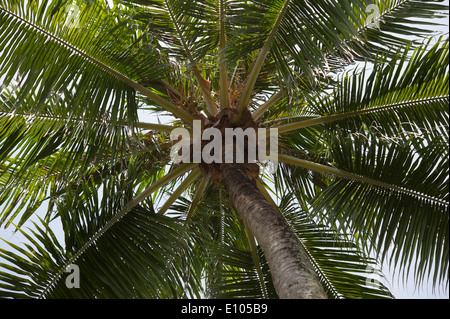 Cocotier, Batu Feringgi Beach, l'île de Penang, Malaisie, Asie du Sud Est Banque D'Images