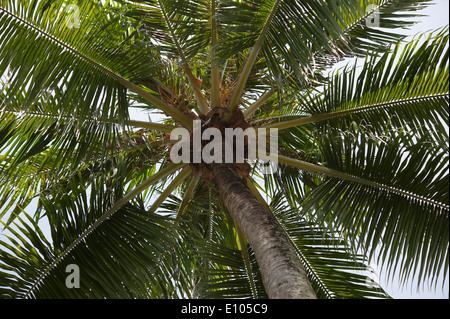 Cocotier, Batu Feringgi Beach, l'île de Penang, Malaisie, Asie du Sud Est Banque D'Images