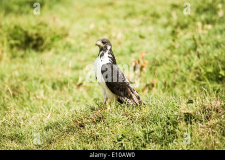Jackal buzzard (Buteo rufofuscus), également connu sous le nom de bon augure Buzzard. Banque D'Images