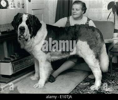 10 févr. 02, 1974 - UN St Bernard est surpreme champion à Cruft's. Un chien Saint Bernard a été choisi à Cruft's champion suprême dog show, Banque D'Images