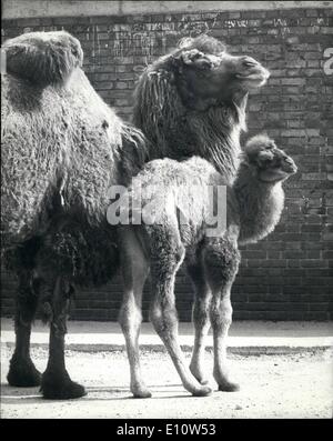 Avril 04, 1974 - ''Archie'' (deux de Bactriane la bosse de chameau bébé fera ses débuts avec le London Zoo. ''Le'' Archie (Bactriane deux bosses de chameau), né à la Zoo de Londres, le 29 mars dernier, était sorti pour la première fois avec sa mère Alice, ce matin. Archie pesait 130 livres à la naissance. Ses parents, Alice et Omo sont tous deux anciens combattants de la circonscription square au zoo et ont effectué des milliers d'enfants au cours des 13 dernières années. La photo montre la mère : Alice montre fièrement son bébé Archie du Zoo de Londres pour la première fois ce matin. Banque D'Images