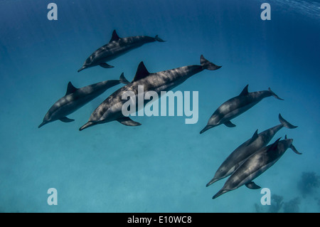 Une école de dauphins communs, l'Égypte (Delphinus delphis) Banque D'Images