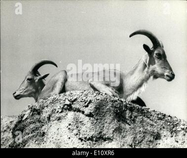 08 août 1974 - ''deux têtes valent mieux qu'une''. Ces deux moutons de Barbarie, de l'Afrique du Nord, a présenté un ''deux têtes valent mieux qu'une''oeil, qu'ils se reposent dans le soleil d'aujourd'hui au London Zoo. Banque D'Images