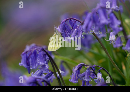 Blanc veiné vert Artogeia napi reposant sur bluebell par temps humide Banque D'Images