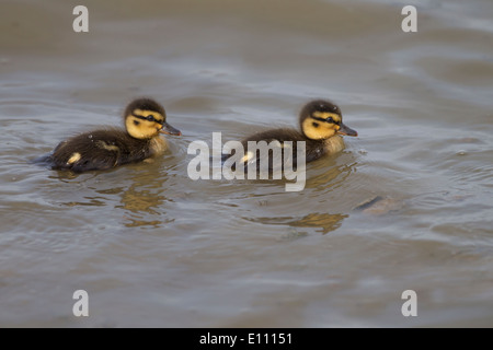 Canard colvert Anas platyrhynchos Canard nouvellement éclos brood Banque D'Images