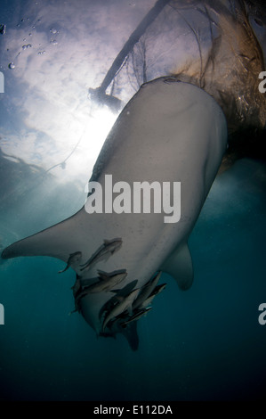 Requin-baleine sous les filets du bagan (bateau de pêche avec filets et plate-forme), Baie Cenderawasih, Guinée (Rhincodon typus) Banque D'Images