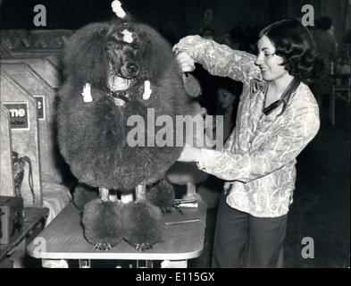 Septembre 09, 1975 - Ladies' Kennel Association Championship Show à l'Olympia : Photo montre Kim Sillito, de Coventry, obtient son caniche royal ''Balnoble'' prêt pour les juges, lors de la Ladies' Kennel Association Championship Show à l'Olympia. Banque D'Images