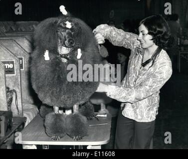 Septembre 09, 1975 - Ladies' Kennel Association Championship Show à l'Olympia. Montre Photo : Kim, Sillilto de Coventry, obtient son caniche royal ''Balnoble'' prêt pour les juges, lors de la Ladies Kennel Association Championship Show à l'Olympia. Banque D'Images