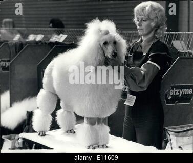 Septembre 09, 1975 - Pas d'un cheveux en place. La photo montre la dernière minute traitement de beauté pour Janavons Fille de Blast comme Mme E. Geeson, de wisbech, Cambridgeshire, préparé pour le caniche h er regard critique des juges au Ladies Kennel Association championship show à l'Olympia. Banque D'Images