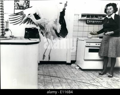 10 févr. 02, 1976 - un rare animal domestique : Le Dr Vétérinaire Wulf Hansen et son épouse Eva ont un animal domestique dans leur maison en Suderstapel (Allemagne du Nord). Il est Klappi, 3 ans, Stork, qui fait désormais partie de la famille depuis qu'il était tombé de son nid comme un bébé et prises à la pratique de M. Hansen. Le couple, qui n'ont pas d'enfants, de pensée que Klappi serait un jour quitter leur maison et inscrivez-vous d'autres cigognes sur le long voyage vers le sud, mais Klappi a d'autres idées - il trouve qu'il est tout à fait à l'aise dans l'accueil de l'Hansen's Banque D'Images