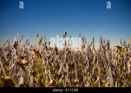 Des gousses de soja matures sont prêtes pour la récolte dans un champ de l'Illinois au lever du soleil dans cette image agricole abstraite en gros plan. Banque D'Images