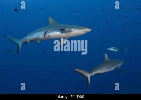 Les requins gris de récif blessé par l'accouplement (Carcharhinus amblyrhynchos) Banque D'Images