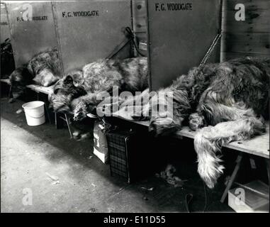 02 février 1977 - Crufts Dog Show à l'Olympia. La journée annuelle de deux Crufts dog show à l'Olympia a ouvert ses portes aujourd'hui. Photo montre les lévriers irlandais prendre facile tout en attendant leur tour de jouer. Banque D'Images