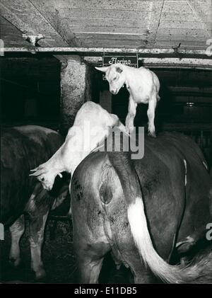 Mai 05, 1977 - Les chèvres sont saute au-dessus de vaches. : Tous les matins ces deux chèvres sautent sur les vaches de M. Wenger, paysan suisse dans le village de Montmelon. Les chèvres ne sont pas formés du tout, le font seulement par plaisir. La photo montre l'étable avec les animaux. Banque D'Images