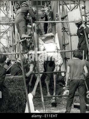 Septembre 20, 1977 - Victor la girafe meurt pour l'amour : Victor, la girafe amoureuse du parc zoologique de Marwell près de Winchester, tombé en amour jeudi dernier et ne pouvait pas se relever. Il avait passé la nuit avec trois dame girafes et s'effondra dans les groupes. Les pompiers ont été appelés pour essayer de le remettre sur ses pieds, mais toutes les tentatives ont échoué. Il a été administré avec des médicaments pour garder sa force et hier une trame a été construit autour de lui pour une tentative désespérée de hisser vers le haut Banque D'Images