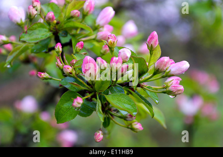 Direction générale de la floraison des gouttes de poire dans de la pluie Banque D'Images