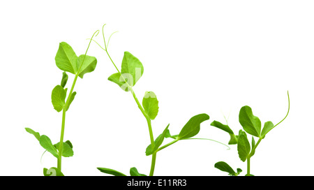 Les jeunes plants de pois vert jardin isolated on white Banque D'Images