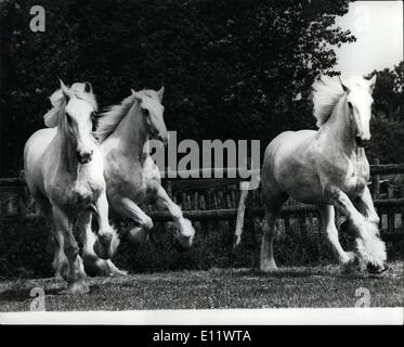 Juin.06, 1980 dans les chevaux Shire Whitebread - Ambiance de vacances : Sulivan, Mars et Meroury dans ambiance de vacances hier au début d'une pause de quinze jours sur Whitbread' shop ferme à Beltring, près de Paddock Wood, Kent. Les 18 chevaux shire owt livrer la bière ti Ville de London public-maisons. Sullivan a été d'aider à tirer le Lord Maire de Londres dans l'entraîneur de la procession annuelle depuis 1969 et prend sa retraite après cette années d'exposition. Banque D'Images