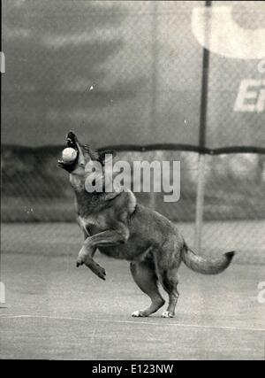 Avril 29, 1985 - Tennis-Dog : Le chien ''Lady'' est fou de balles de tennis. Elle ''travaille'' dans un centre de tennis à Stans près de Lucerne (Suisse) et appartient à Renaldo Schuppli qui ont trouvé ''Lady'' en France. Lorsque le ballon est sorti, il sprints pour le récupérer si il n'y a plus d'utilisation de ball garçons. Une photo montre ''Lady'' en action - l'autre avec l'amie de Marie-Cecile Schuppli sur le court de tennis. Banque D'Images