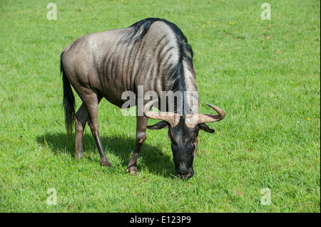 Le Gnou bleu (Connochaetes taurinus) dans les prairies de pâturage Banque D'Images