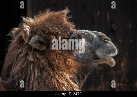 Close up tête de chameau de Bactriane (Camelus bactrianus) indigène dans les steppes de l'Asie centrale Banque D'Images
