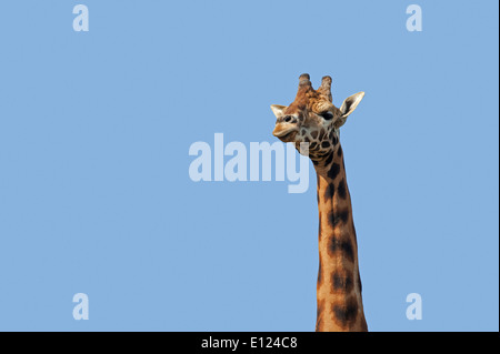 Girafe (Giraffa camelopardalis), close up of head against blue sky Banque D'Images