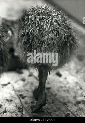 Juillet 25, 1989 - Hérisson sur pieds en bois ? : Les visiteurs du jardin zoologique de Bâle (Suisse) ont été surpris par cet animal exotique à la recherche comme une haie-porc sur tige, jusqu'à il s'est avéré être l'un des nouveaux nés bébés autruches. Notre photographe a pris ce cliché de l'arrière droit sur le moment, quand le poulet a dirigé vers le bas de sa tête. Banque D'Images