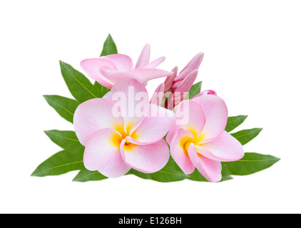 Frangipani, Pumeria, Frangipanni, isolé sur fond blanc Banque D'Images