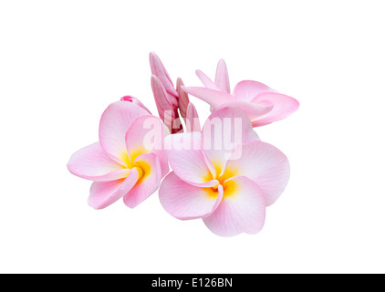 Frangipani, Pumeria, Frangipanni, isolé sur fond blanc Banque D'Images