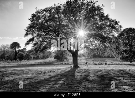 Arbre intermédiaire starburst Banque D'Images