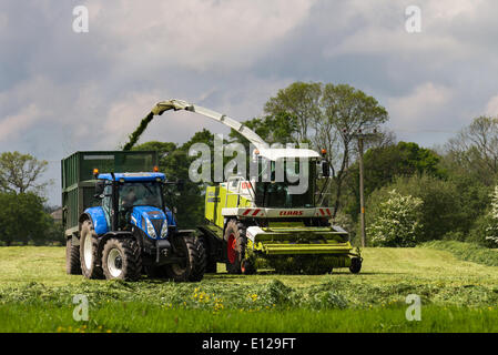 Couper l'ensilage d'herbe à Longridge, Preston, Royaume-Uni, 21 mai 2014. Météo Agricole. Prévisions de fortes pluies, les agriculteurs étant occupés à récolter la première coupe de plantes et de plantes vertes à la fin du mois de mai. Une coupe qui est le plus important, car la croissance en ce moment de l'année est vigoureuse avec l'herbe est riche en énergie comme elle produit la feuille plutôt que d'aller à la graine. L'ensilage d'herbe est habituellement produit par les agriculteurs de stock deux ou trois fois par an, les cultures d'ensilage étant fertilisées pour augmenter la production comme une culture arable conventionnelle. Banque D'Images