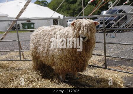 Devon et Cornwall Longwool mouton Exeter, Devon, UK. 21 mai, 2014. Devon County Show Preview Presse Jour Crédit : Anthony Collins/Alamy Live News Banque D'Images