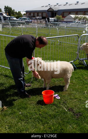 Exeter, Devon, UK. 21 mai, 2014. Un agneau pour se parer vers le haut montrant Devon County Show Preview Presse Jour Crédit : Anthony Collins/Alamy Live News Banque D'Images