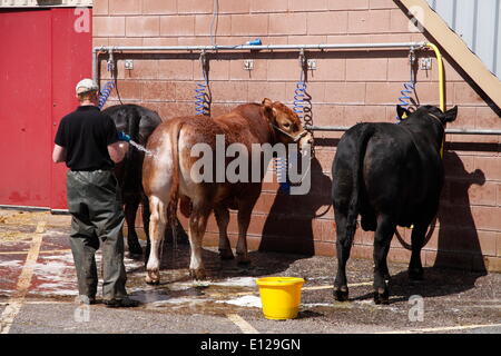 Exeter, Devon, UK. 21 mai, 2014. Le service de prêt de bétail de demain, le Devon County show Show Preview Presse Jour Crédit : Anthony Collins/Alamy Live News Banque D'Images