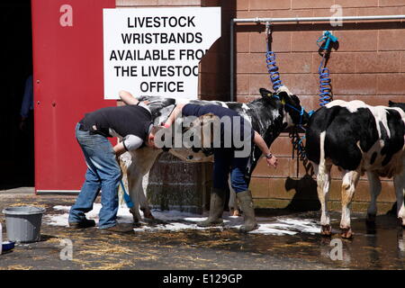 Exeter, Devon, UK. 21 mai, 2014. Le service de prêt pour demain les vaches's show Devon County Show Preview Presse Jour Crédit : Anthony Collins/Alamy Live News Banque D'Images