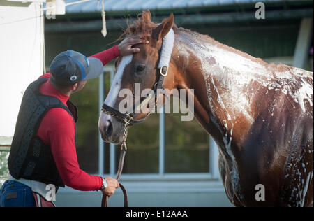 Elmont, New York, USA. 21 mai, 2014. Kentucky Derby et Preakness, CHROME gagnant Californie formé par Sherman Art, avec l'exercice rider Willie Delgado décale de la voie principale à Belmont Park, le mercredi 21 mai 2014. California Chrome est un bon espoir pour courir à la 146e Belmont Stakes, le 7 juin. Credit : Bryan Smith/ZUMAPRESS.com/Alamy Live News Banque D'Images