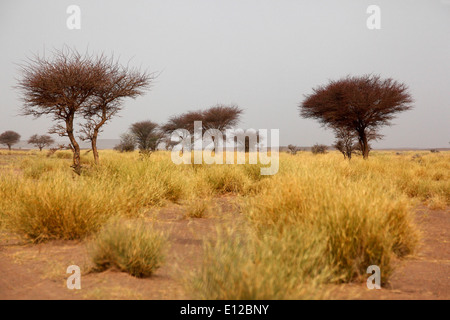 La savane dans l'ouest marocain Sahara Occidental Banque D'Images