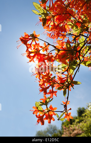 Feu lumineux rouge flamme orange honeysuckle fleurs type de Rhododendron arbuste buissonnant contre soleil et ciel bleu Banque D'Images