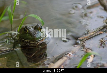 Grenouille dans un étang local Banque D'Images