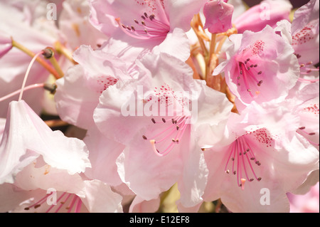 Masses abondantes de délicates fleurs grande rose pâle et blanc fleurs rhododendron azalea Banque D'Images