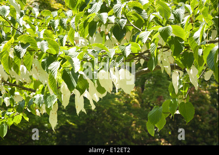 Fruit de l'arbre ou d'un mouchoir dove avec fruit encore à développer pleinement séparée de feuilles en arrière-plan Banque D'Images