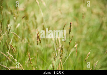Prairie d'herbes herbe spike debout source de pollen hayfever Banque D'Images