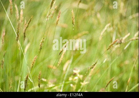 Prairie d'herbes herbe spike debout source de pollen hayfever Banque D'Images